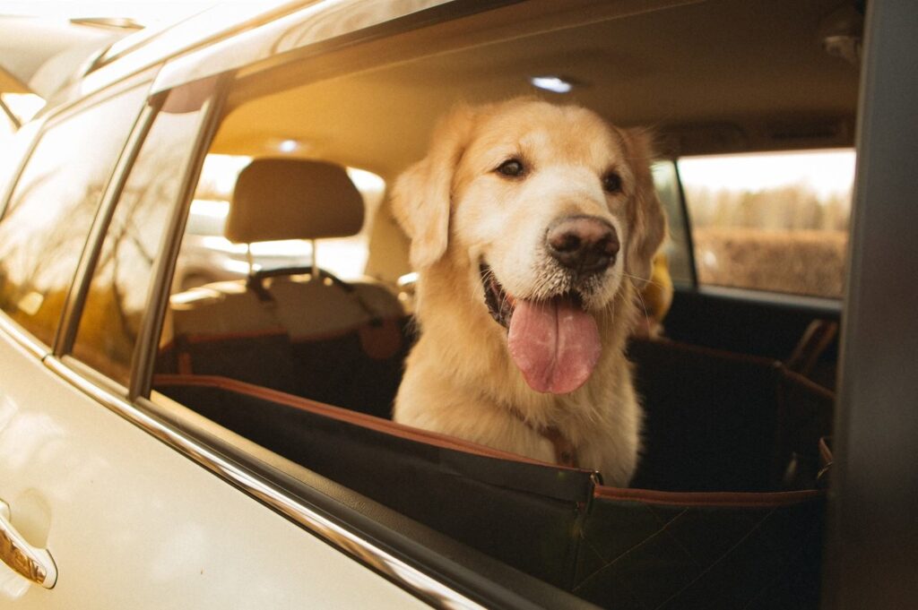 dog car strap